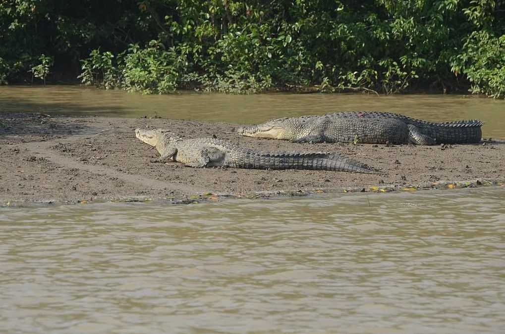 Bhitarkanika National Park